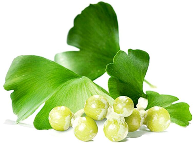 Folhas de Ginkgo biloba melhoram a circulação sanguínea nos tecidos do pênis