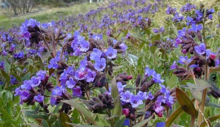 Lungwort para preparar uma infusão que promove o aumento do pênis